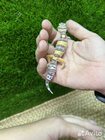 Эублефар геккон ящерица