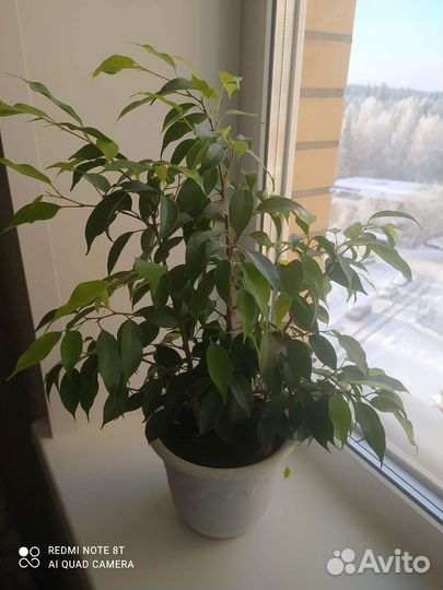 Фикус бенджамина