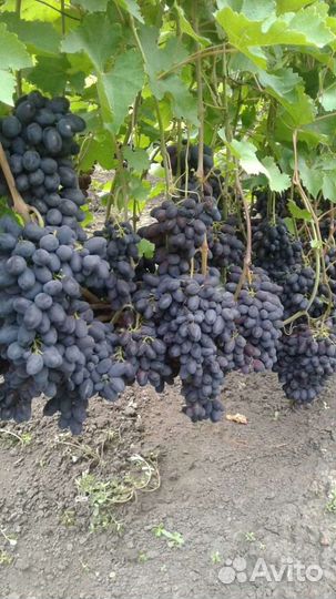 Саженцы винограда