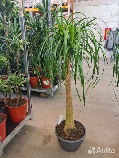 Нолина/Пальма пышная крона, красавица в наличии