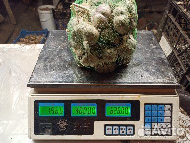 Чеснок озимый из деревни