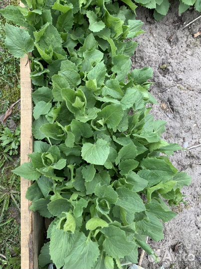 Девясил садовый