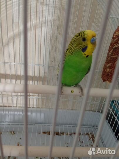 Волнистый попугай и корелла