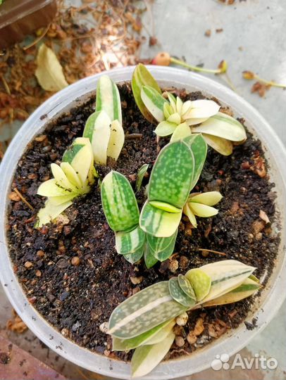 Суккуленты