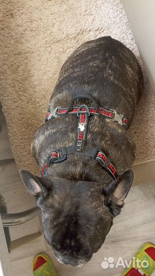 Шлейка для средней собаки