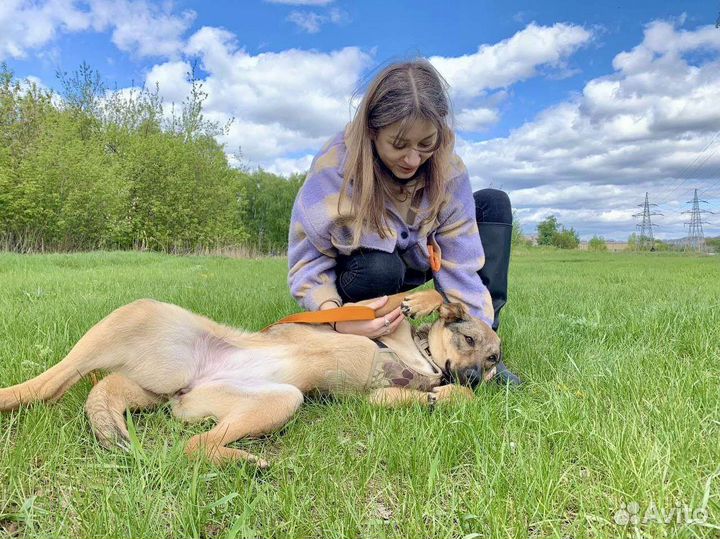 Солнечная собака из приюта