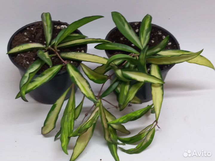 Хойя вайети триколор