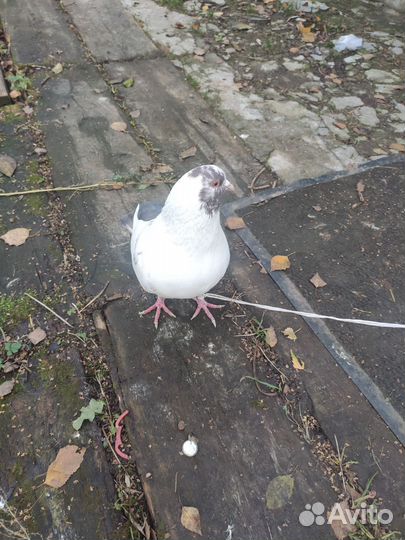 Голубь кинг