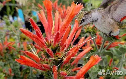 Красивоцветущие комнатные растения