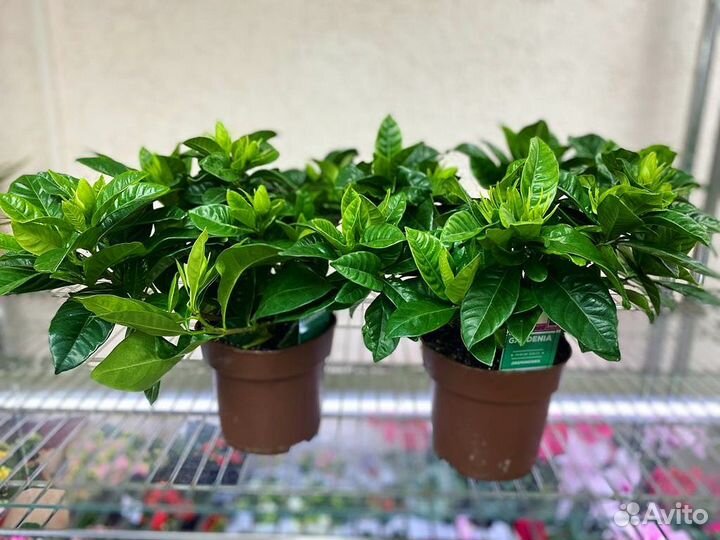 Гардения жасминовидная Gardenia jasminoides 24/13