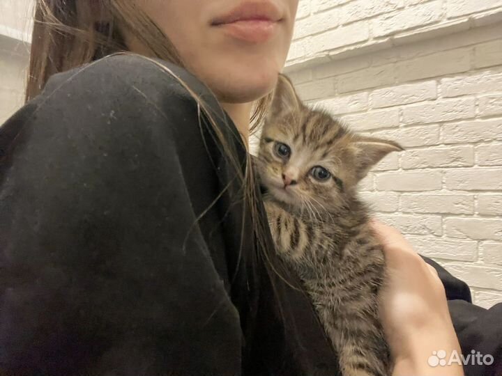 Котятенок в добрые руки