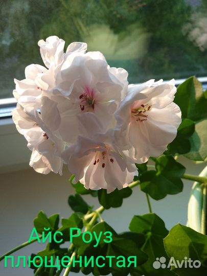 Плющенистая пеларгония