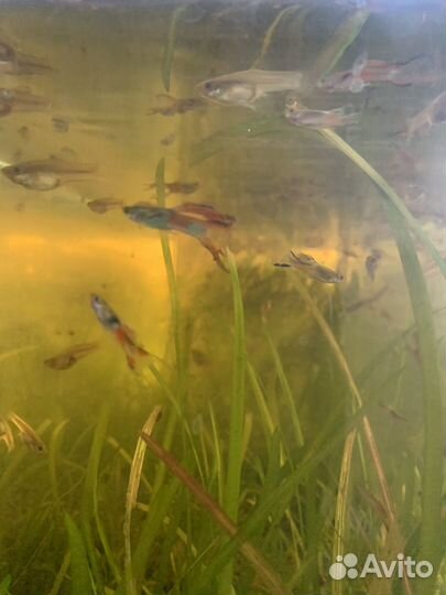 Рыбки гуппи