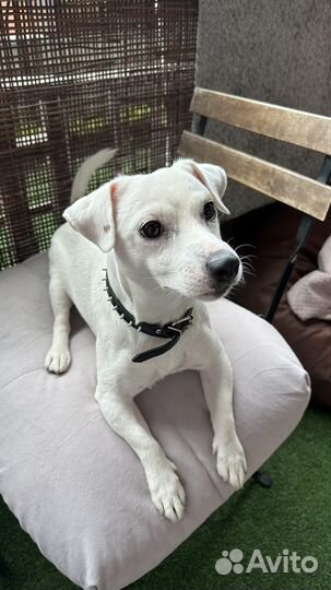 Вязка/случка Джек рассел