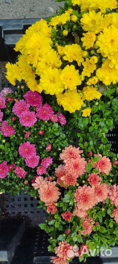 Черенки хризантемы мультифлора