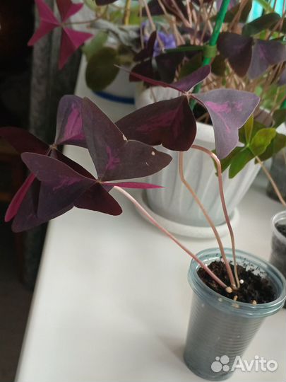 Кислица оксалис