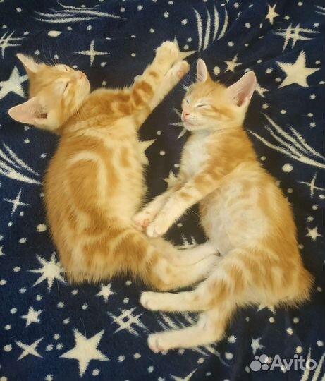 Курильский бобтейл