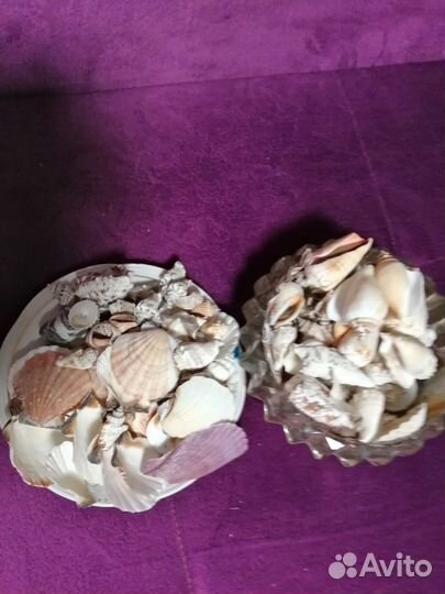 Морские ракушки разные