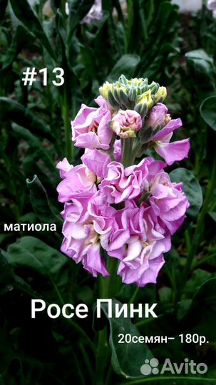 Матиола, семена