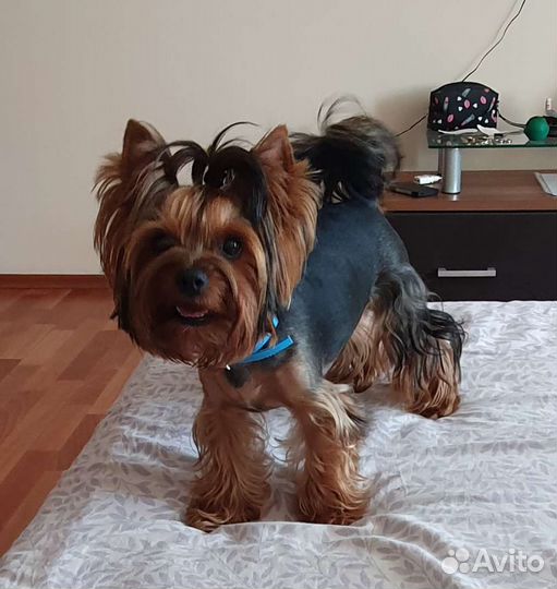 Кобель для вязки