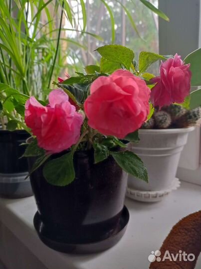 Бальзамин мини