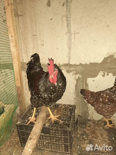 Яйцо инкуционное лс