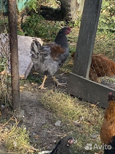 Молодые петушки