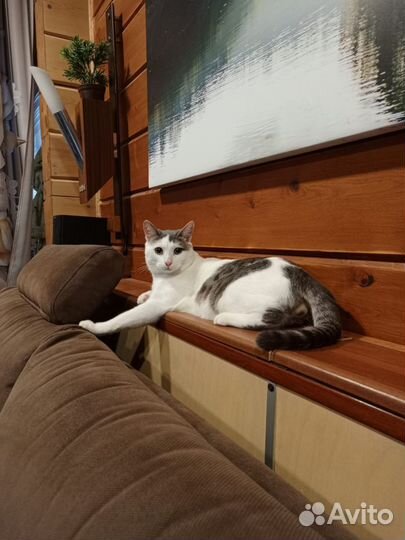 Котик игрун