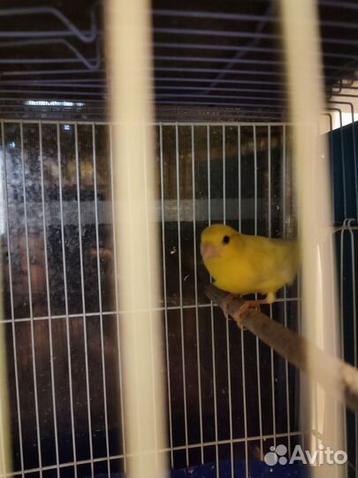 Кенора и канарейки