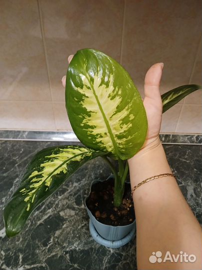 Диффенбахия