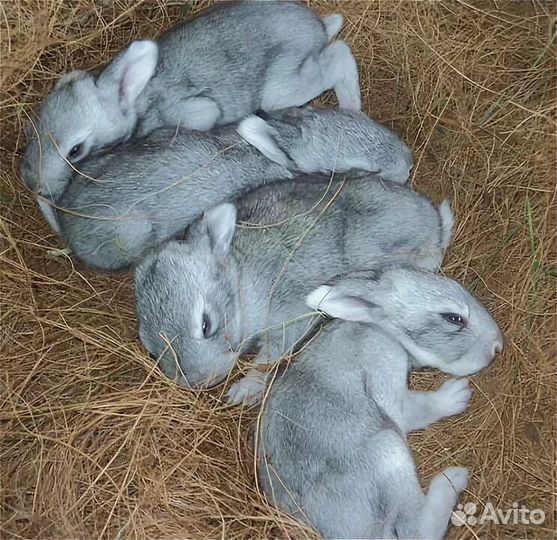 Кролики шиншилла. Белый панон. Шиншила рабочи, год