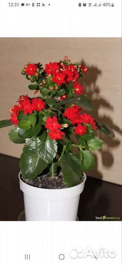 Каланхоэ отросток