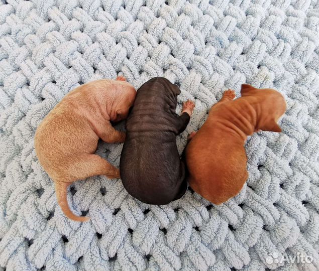 Американский Голый Терьер