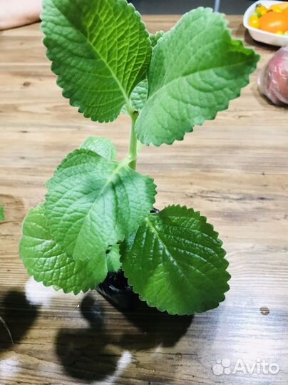 Комнатная мята, Плектрантус