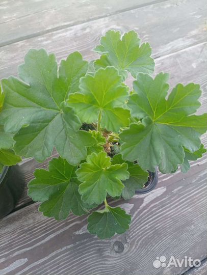 Пеларгония