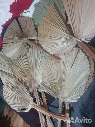 Музыка ветра