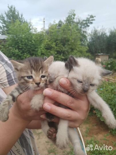 Кошка в дар бесплатно отдам в хорошие руки