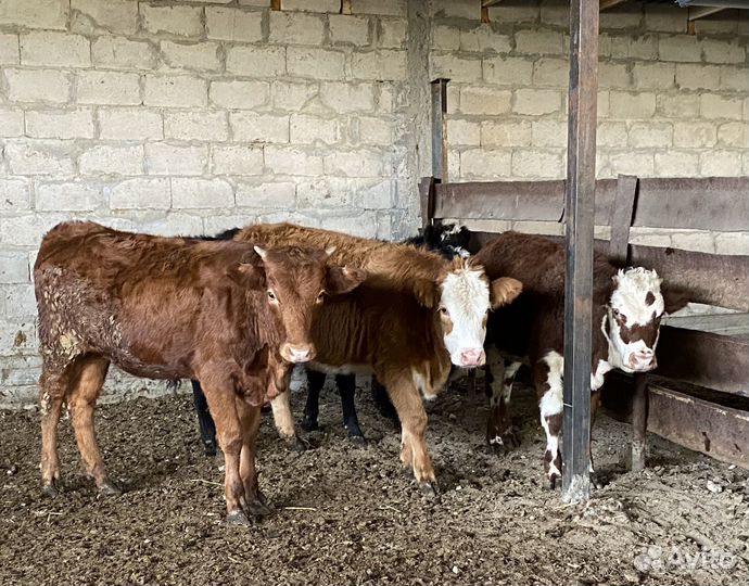 Продаются телки