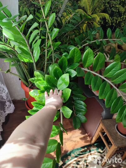 Комнатные растения цветы большие