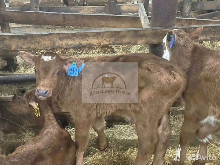 Бычки мясного направления