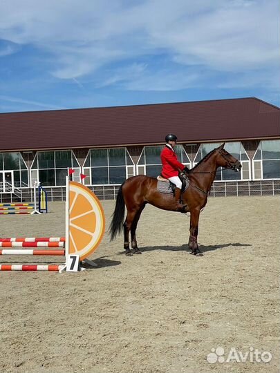 Мерин Бельгийский теплокровный