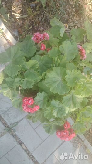 Пеларгония (герань)