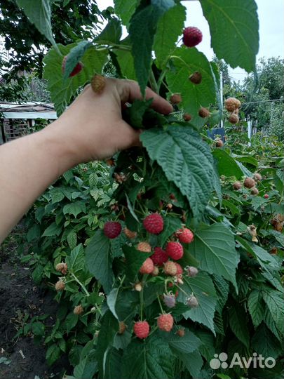 Малина ремонтантная