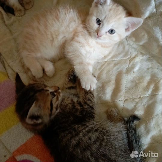 Котята в добрые руки
