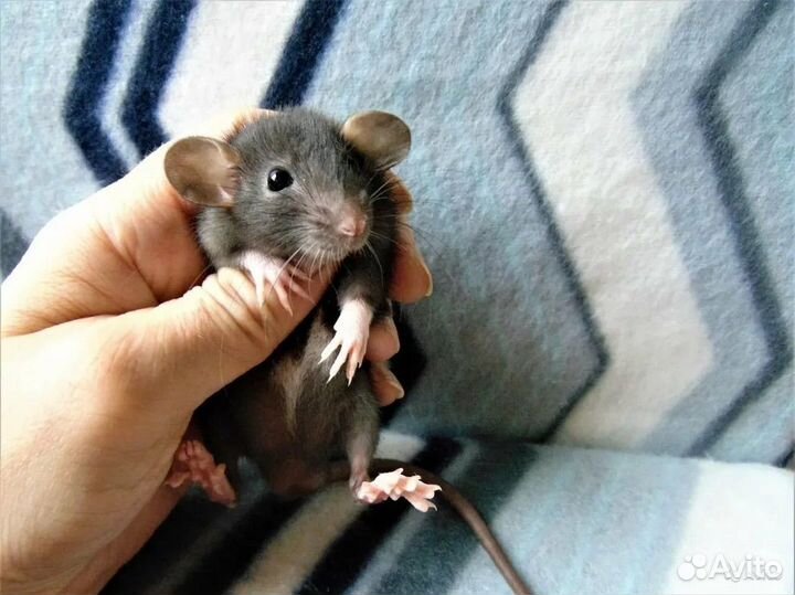 Крысята дамбо