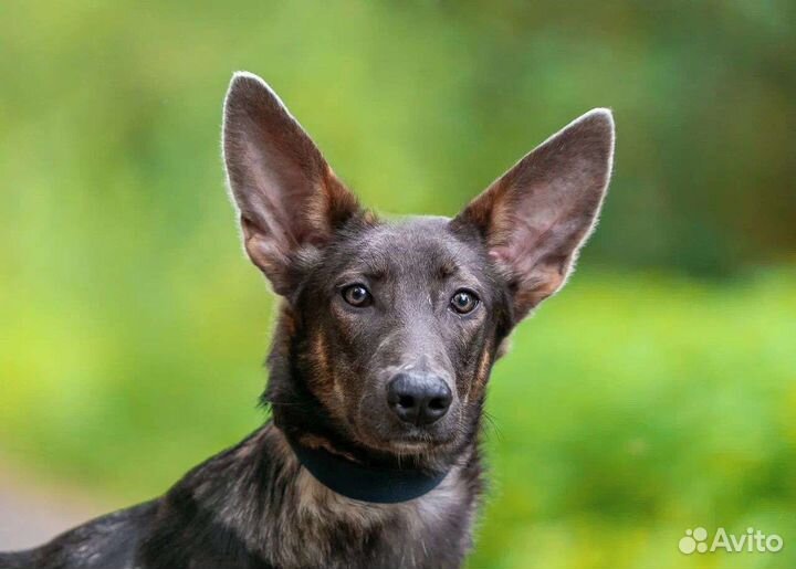 Щенок мальчик 7 месяцев