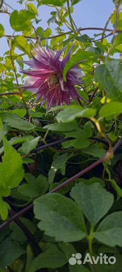 Цветы рассада