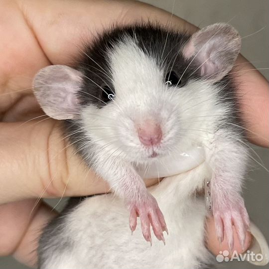 Крысята. Крысы Дамбо