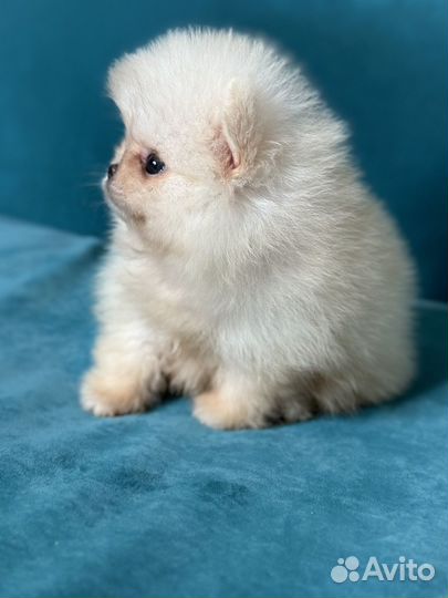 Мини шпиц мальчик