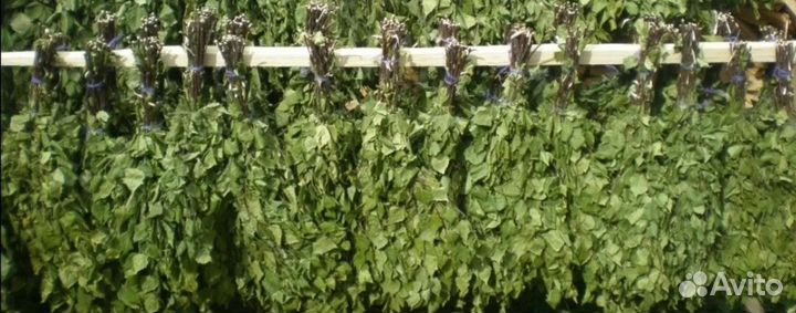 Веники для бани